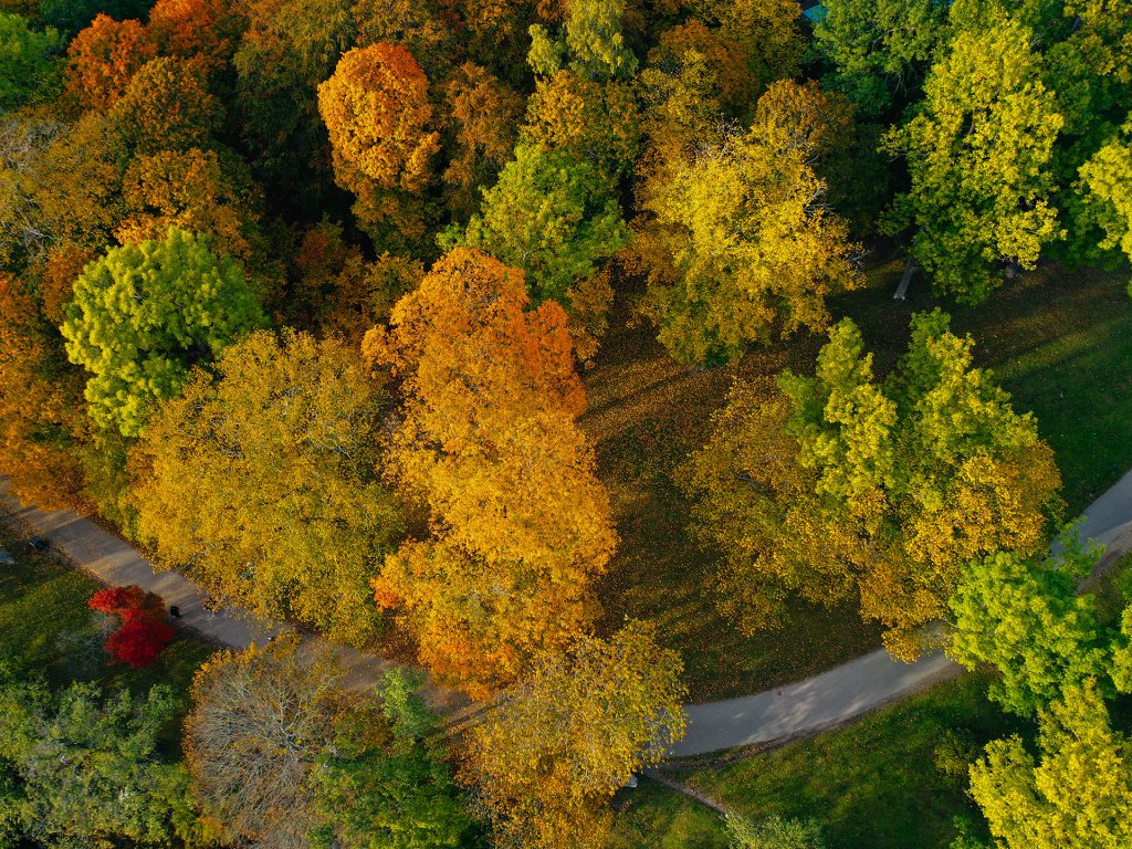 Urban Forestscapes